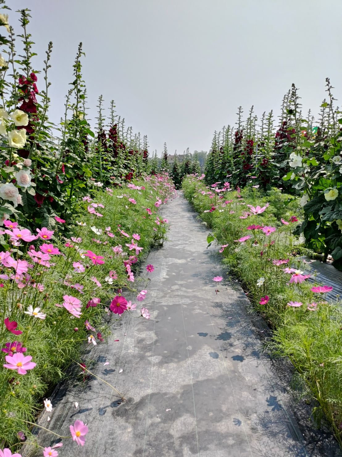 員林蜀葵花季-花間小路。