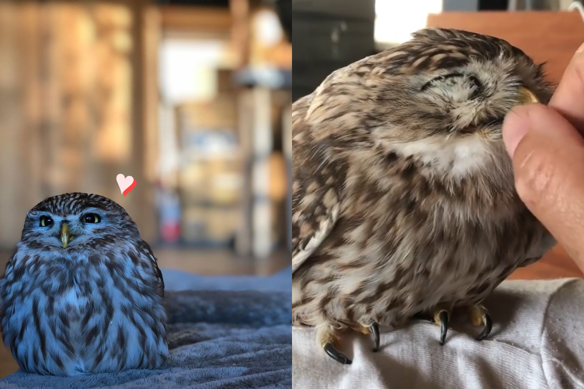 貓頭鷹愛撒嬌，超喜歡奴才摸嘴巴！ 圖／Instagram ＠owl___qqq