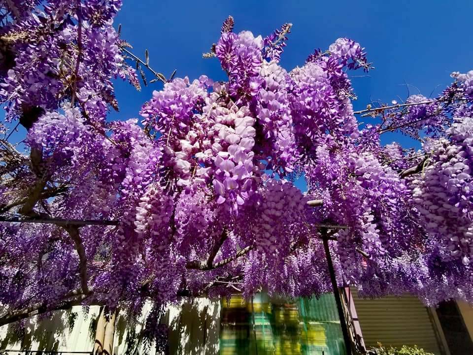 梨山地區的紫藤花大爆發。 圖：參山處/提供