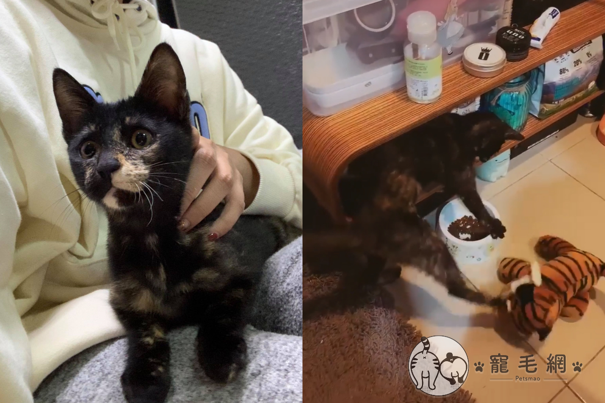 貓咪見老虎玩偶靠近飼料，竟大暴怒賞飛踢！ 圖／網友鐘心妤授權提供