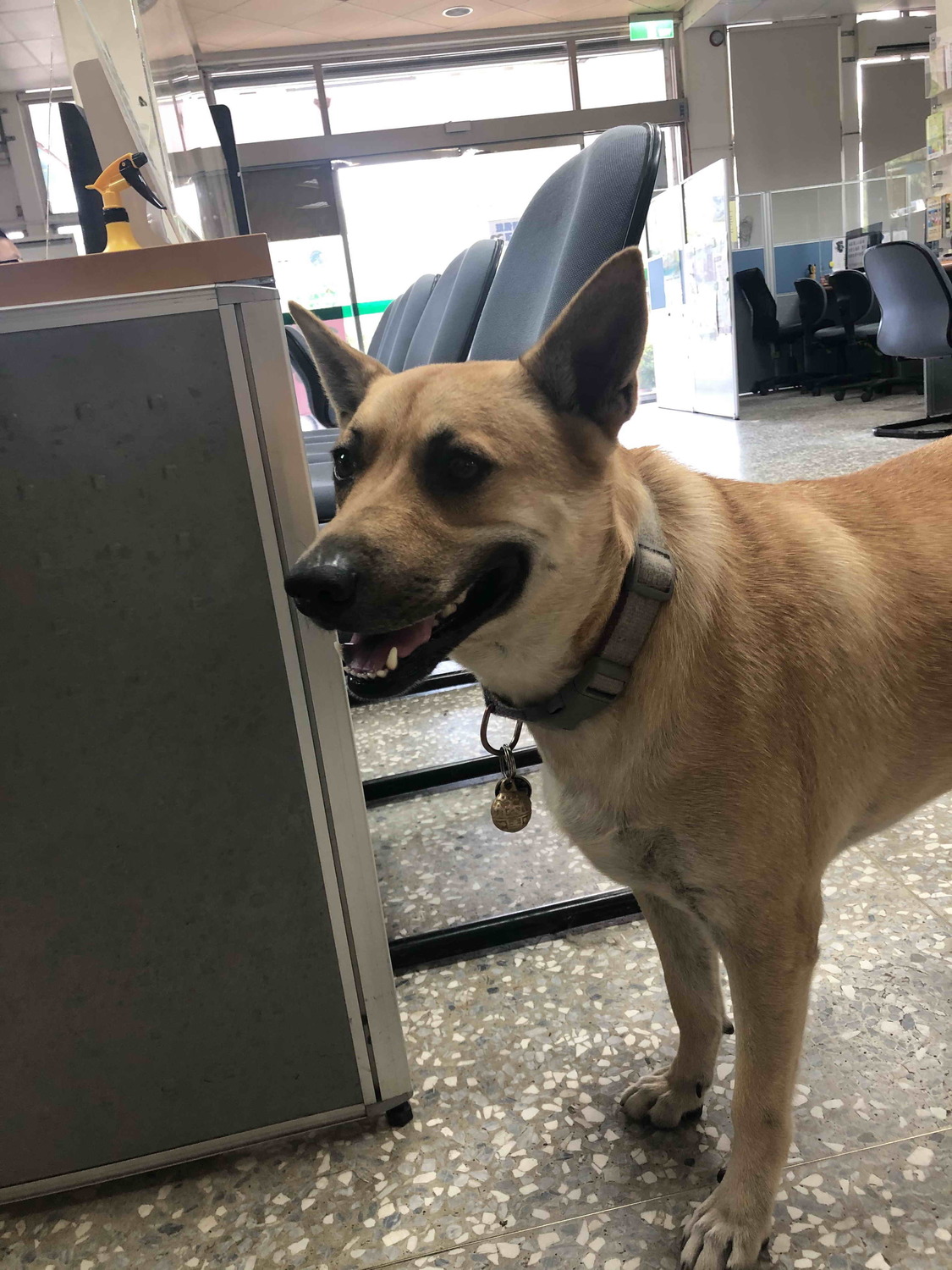 平溪區公所機關犬「啤酒」戴著施打疫苗後的頸牌，似乎露出開心的笑容。 圖：新北市動保處提供