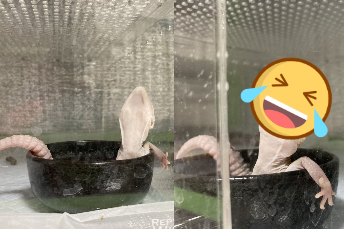 日本一隻豹紋守宮跑進水盆裡「泡澡」 圖／twitter @reptiles_p