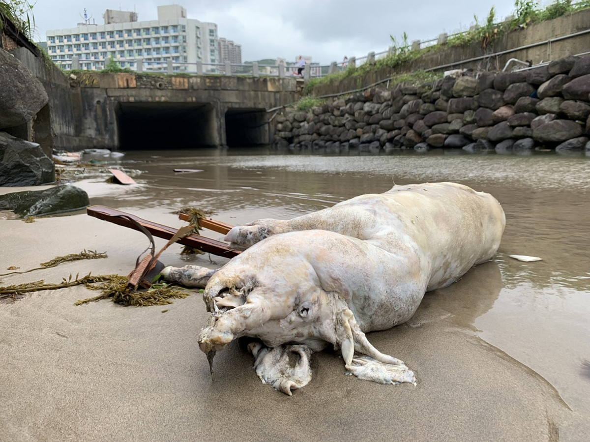 新北萬里海灘出現海漂豬屍體。 圖：新北市動保處提供