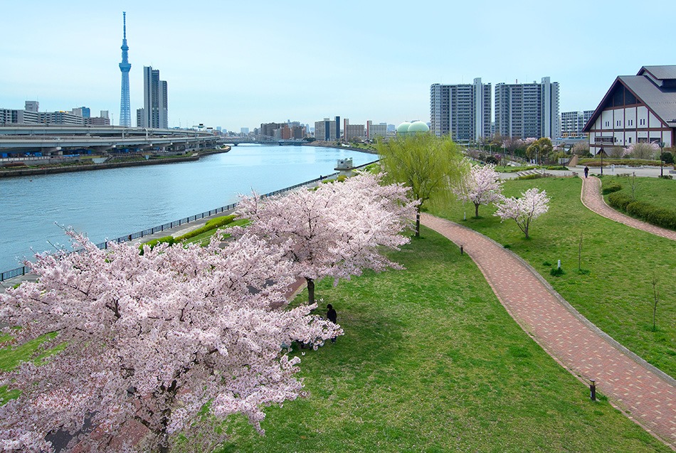 日本東京的櫻花今年提早盛開，專家紛紛警告，這樣的現象恐是更嚴重的氣候危機徵兆。 圖：翻攝自東京旅遊 Go Tokyo臉書