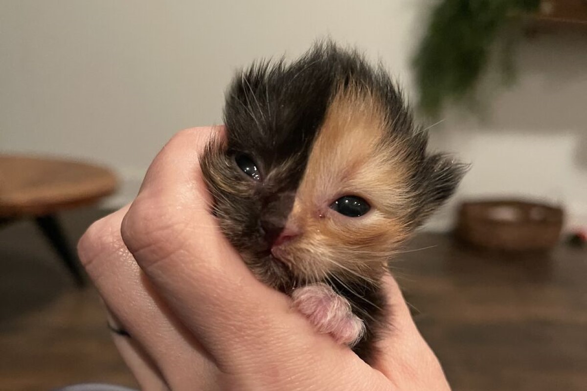 美國一間救援機構日前接獲一隻長相奇特的小奶貓。 圖／IG @nashvillecatrescue