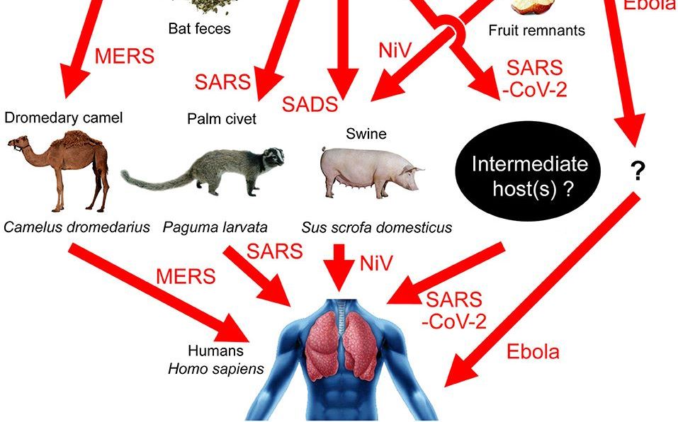 深信武漢實驗室外洩肺炎病毒 潘建志曝真相:找不到中間宿主