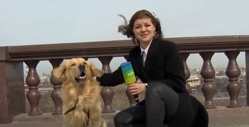 俄羅斯電視廣播公司MIR TV在戶外播報天氣時，女記者的麥克風就在直播過程中，被一隻狗搶走。 圖：翻攝自 Мир 24 YouTube頻道