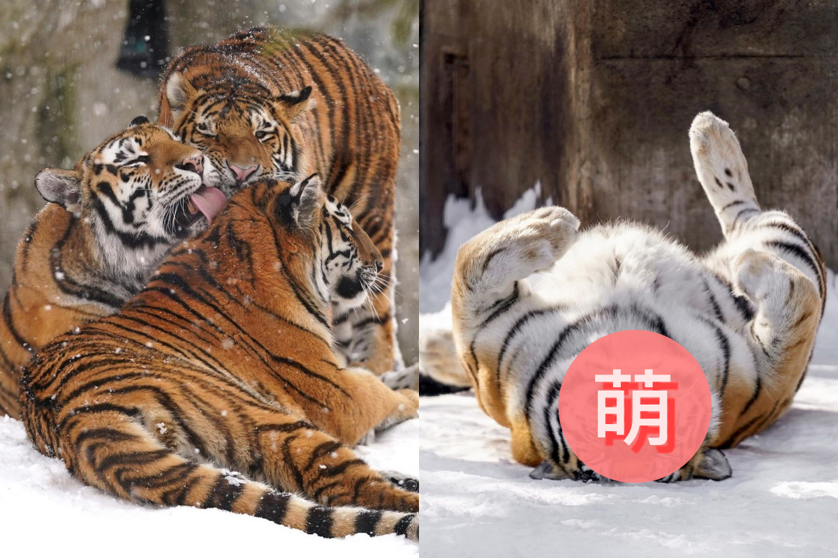 虎媽陪玩累到不行，趁孩子不在立馬睡大覺！ 圖／Instagram ＠riku_0710
