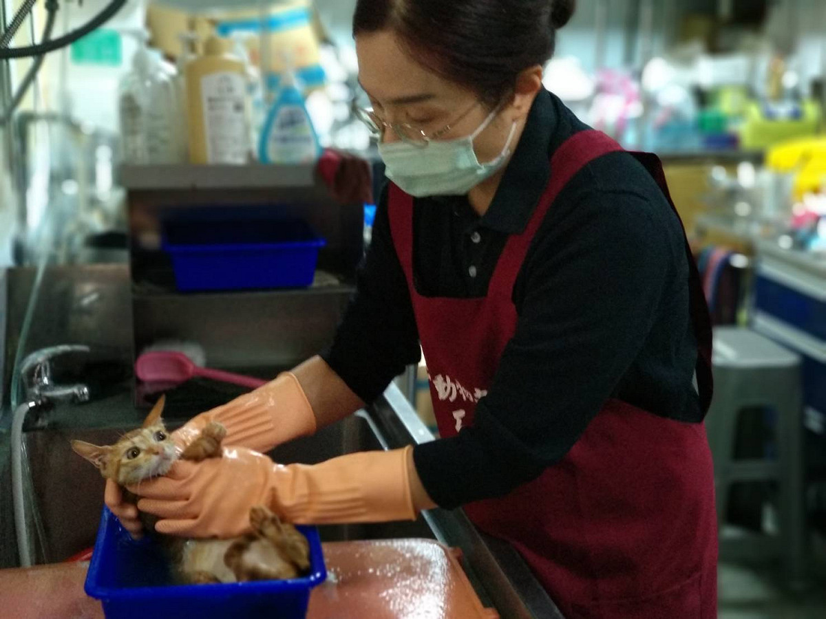 小橘妹治療休養數日，快樂洗澎澎乖巧安靜絲毫不恐懼焦躁抗拒。 圖：新北市動保處提供