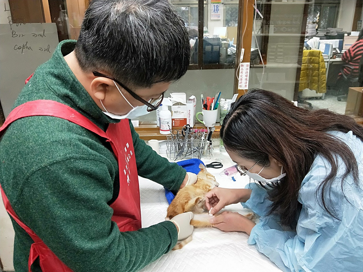 資深獸醫徐愛明仔細又耐心地為小橘妹乾洗、挖耳朵、除蚤、點眼藥、靜脈注射。 圖：新北市動保處提供
