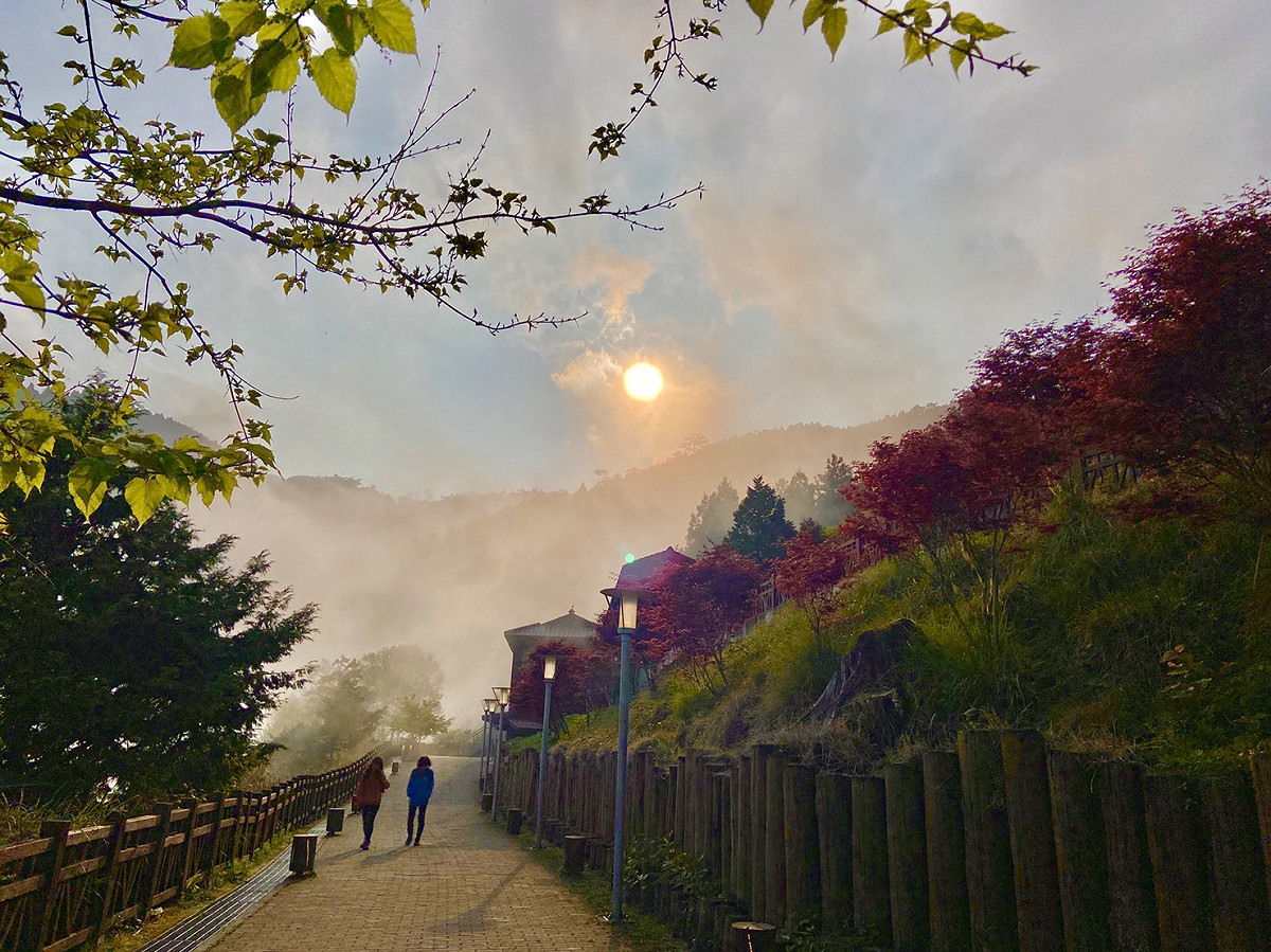 羅東林管處表示，配合宜蘭縣府政策，太平山森林園區、自然步道將持續封閉到7/26（太平山紫葉槭）。 圖：羅東林區管理處／提供