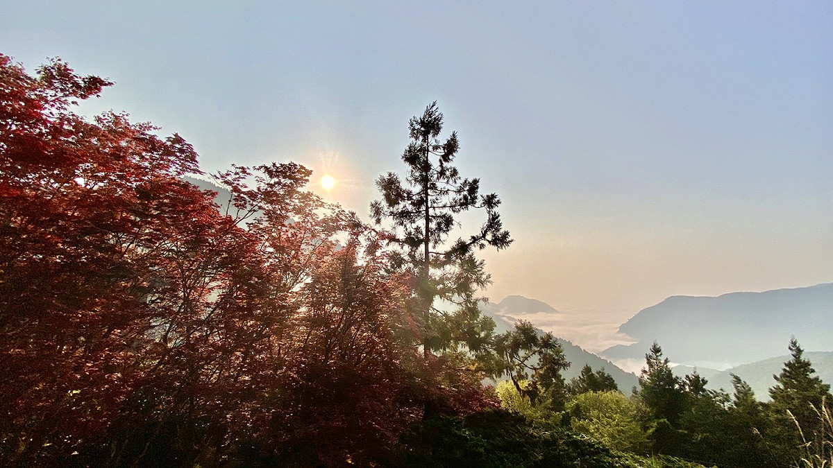 太平山的紫葉槭從4月展葉期開始一直持續到9月落葉期。