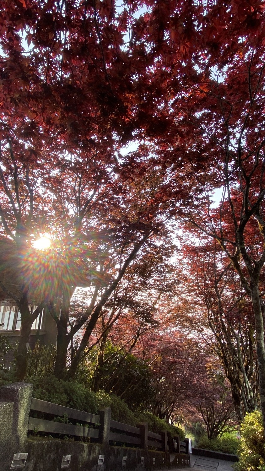 楓紅美景現在就看的到！太平山紫葉槭一路展葉到9月