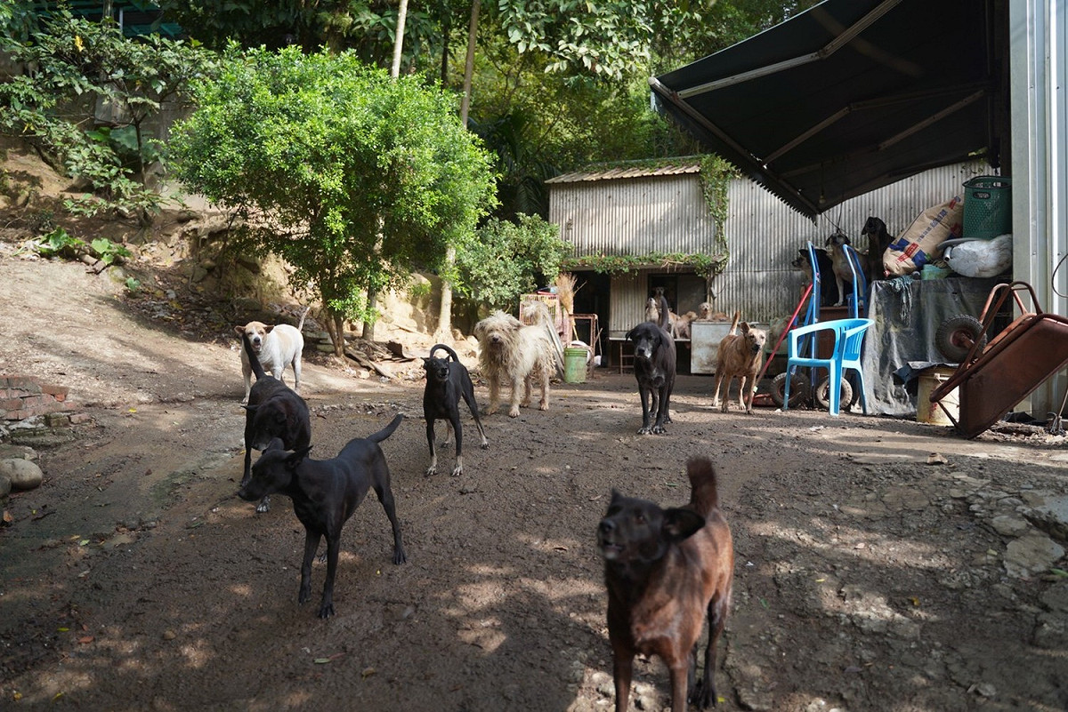 民間動物收容所的毛寶貝一起迎接到來的訪客。 圖：新北市動保處提供