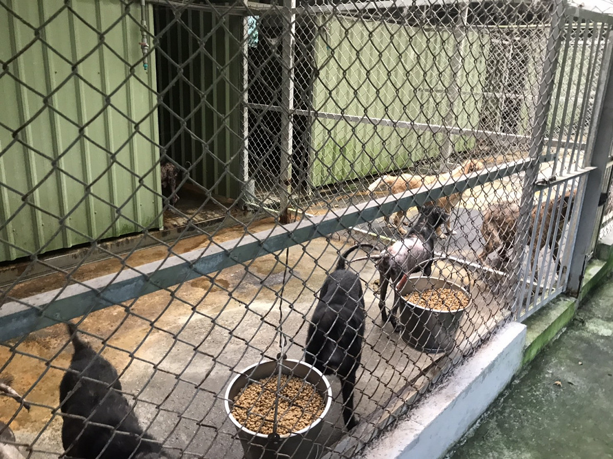 民間動物收容所也盡力提供充足的食物和有廣闊空間活動給毛寶貝。 圖：新北市動保處提供