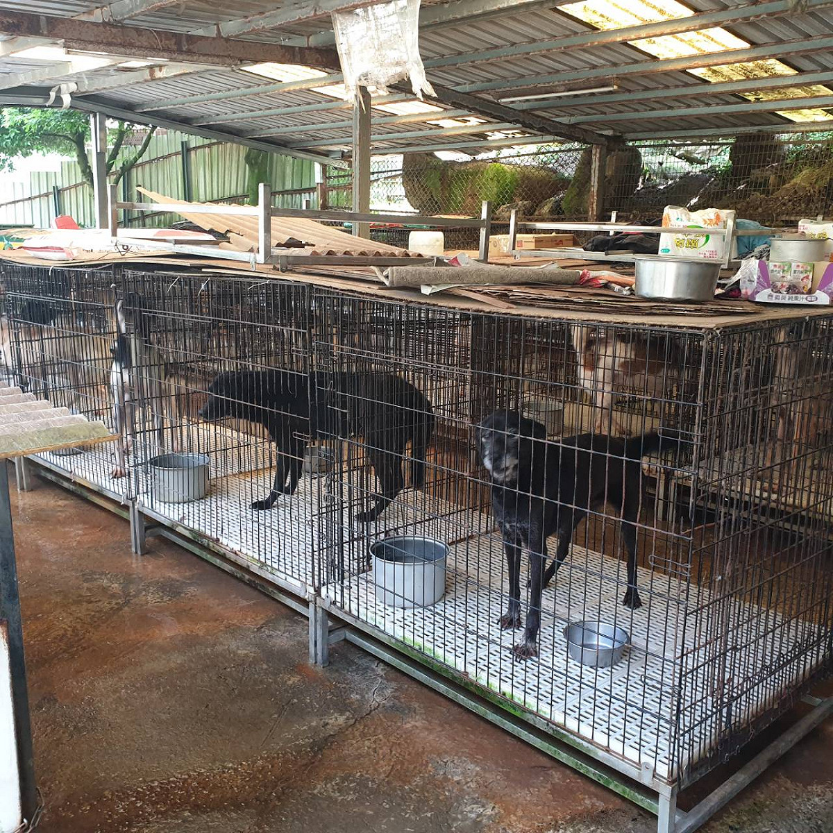 民間動物收容所的環境各有不同條件，部分需要外界協助，甚至政府介入。 圖：新北市動保處提供