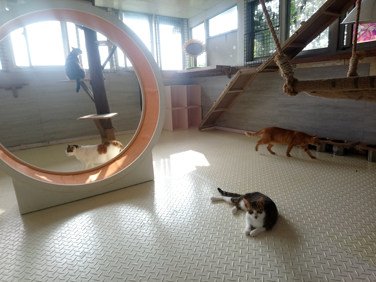 貓咪在舒適的民間動物收容所生活。 圖：新北市動保處提供