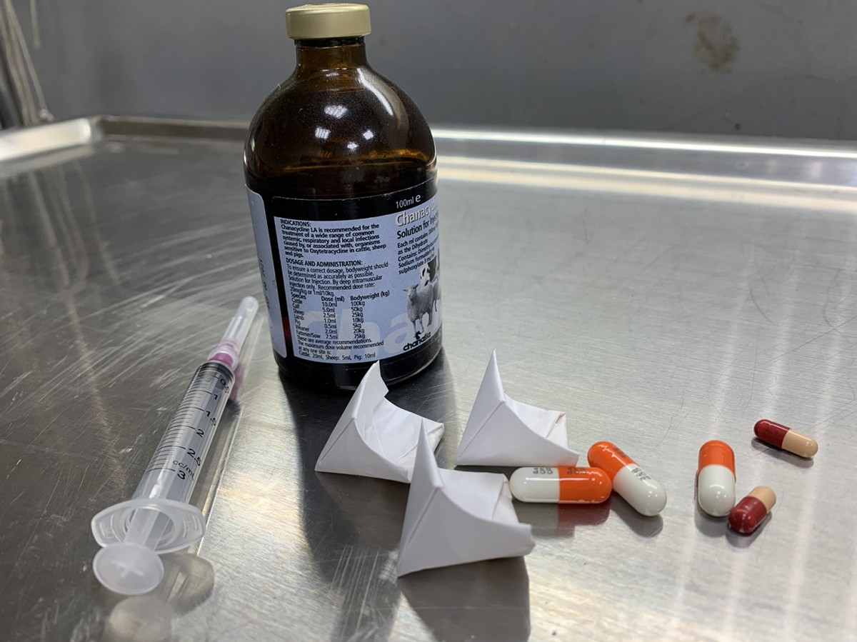 積極的藥物治療是生病貓咪的康復之道。 圖：新北市動保處提供