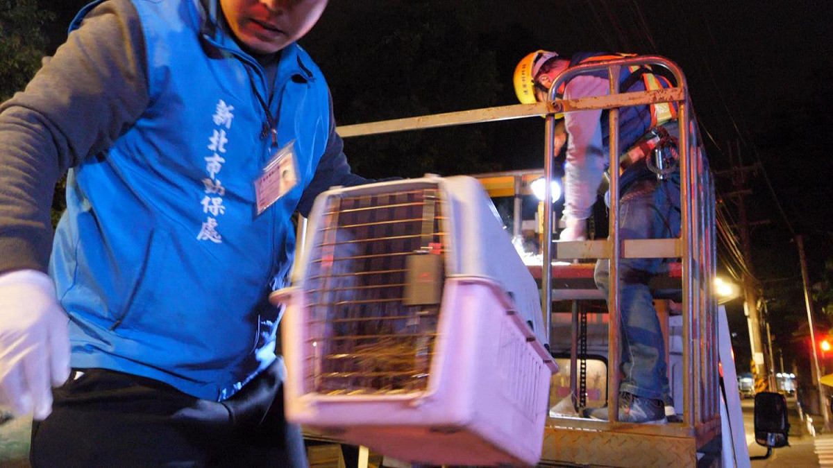 維修小組人員小心冀冀地連同鳥蛋移除鳥巢，交由動保處人員帶回處理。 圖：新北市交通局提供