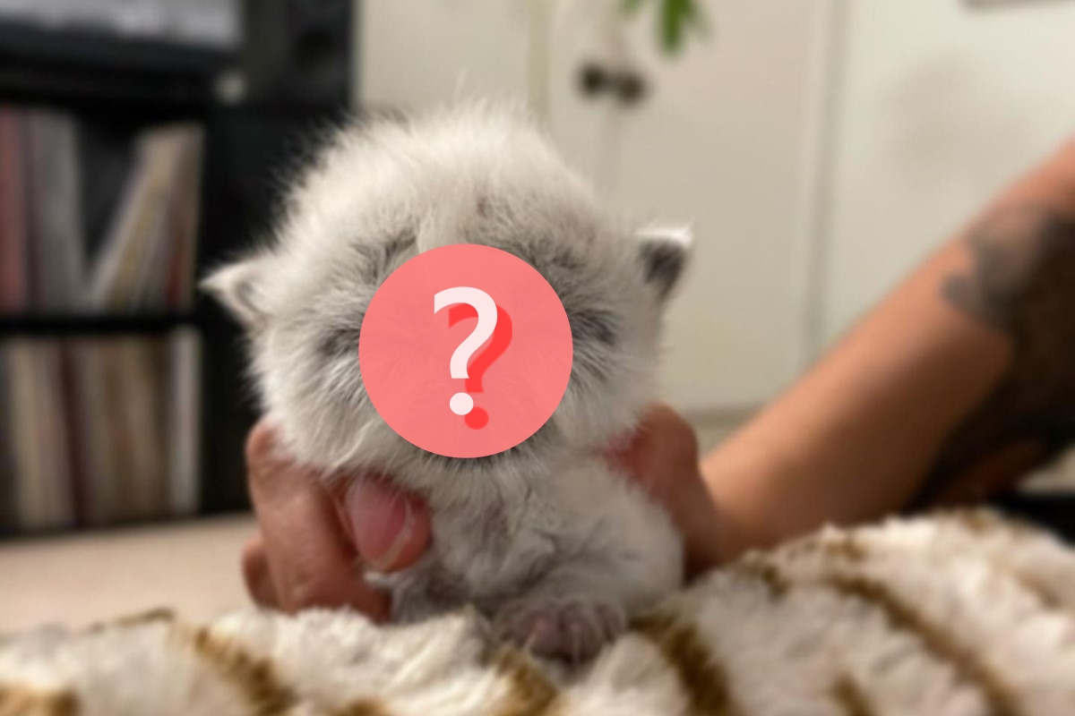幼貓出生即有超成熟臉蛋，大家看了都說是老爺爺！ 圖／Instagram＠ grandpa.the.kitten