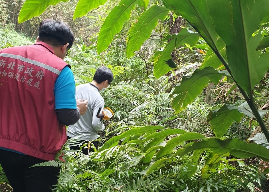 新北市動保處使用金屬探測器巡查山區，偵測捕獸鋏及山豬吊。 圖：新北市動保處提供
