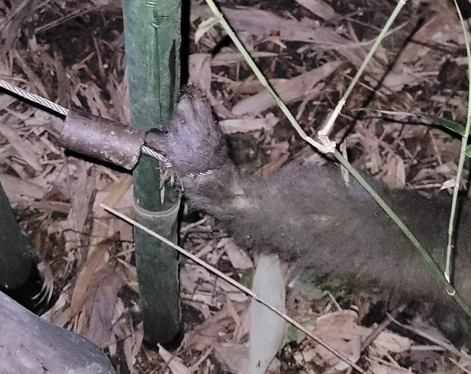 遭山豬吊夾住的動物，因著山豬吊強大的殺傷力，動物幾乎沒有自己掙脫的可能。 圖：新北市動保處提供