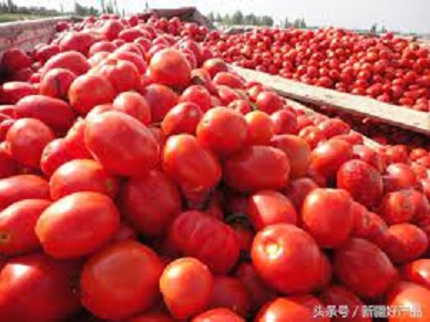 新疆番茄。 圖 : 翻攝自頭條號