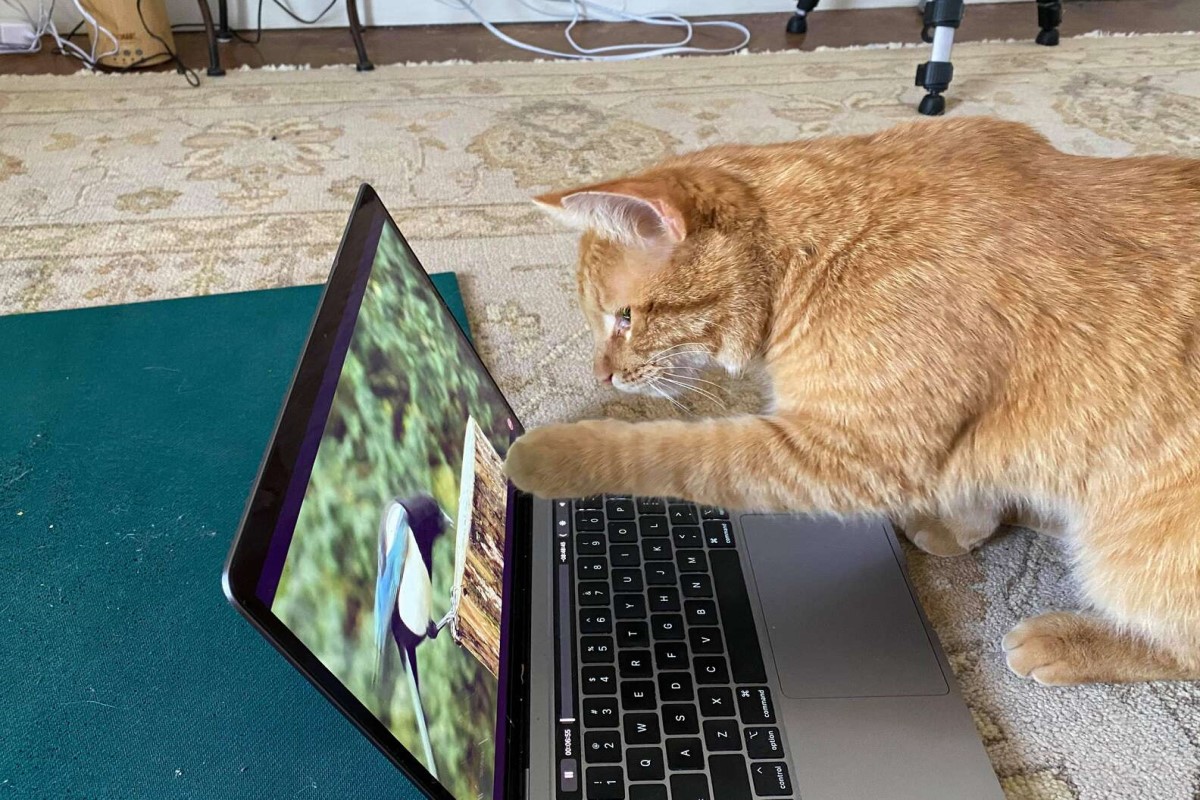 自來橘貓每天上門到女子家要求「看電視」   圖／Ruth Hulett