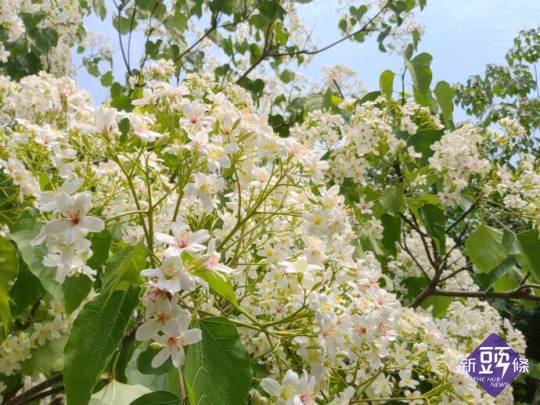 桐花依序綻放各處山頭。 圖：取自苗栗文化觀光旅遊網。
