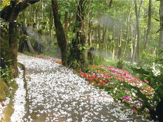 桐花樂活公園。 圖：取自客家桐花祭網站