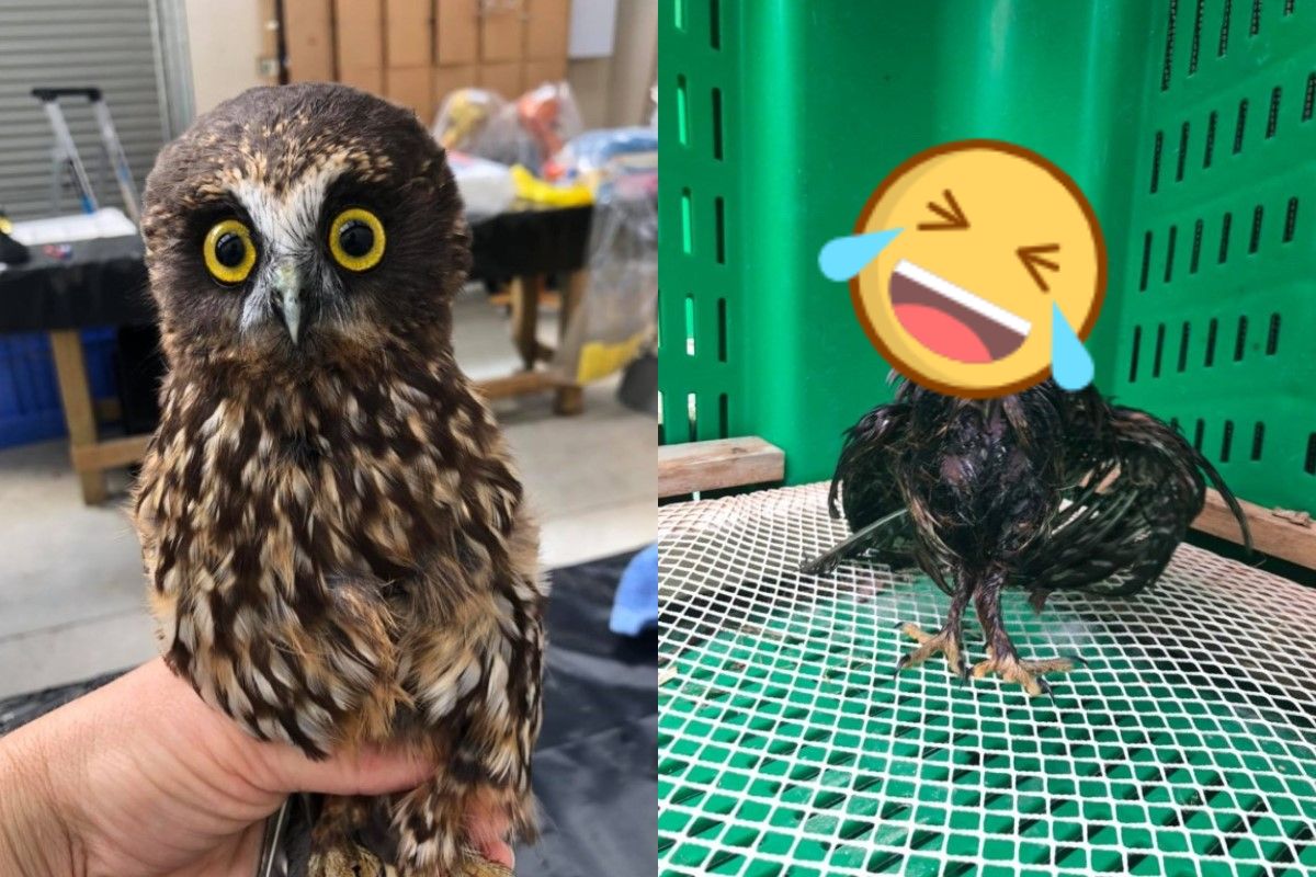 貓頭鷹洗藥浴後竟然「大消風」    圖／FB @masseywildbase