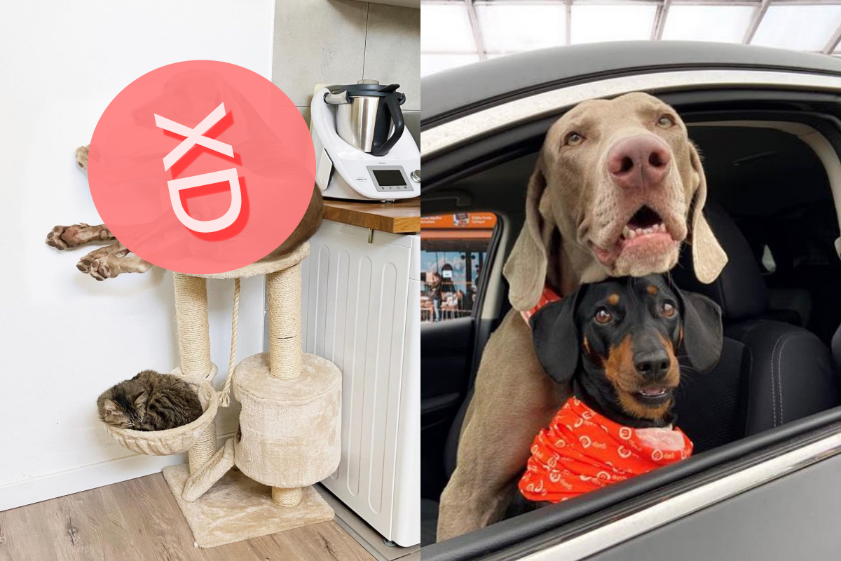 大狗狗硬塞貓跳台，貓咪還在下方睡很熟。   圖／Instagram＠ podarroz_weimaraner