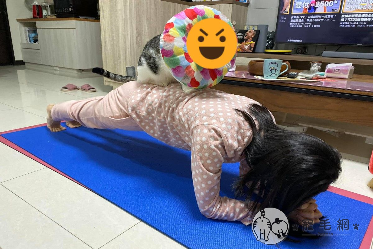 網友林小姐正在練習棒式，卻被貓咪跳上背「加強訓練」 圖／粉專Mimmy &amp; GiGi 's授權提供