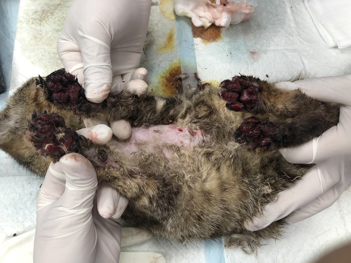 多多4隻腳掌傷勢嚴重，胸口傷勢較輕微，腳掌原本面目全非腳，幾乎看不出肉墊原本的顏色。 圖：新北市動保處提供