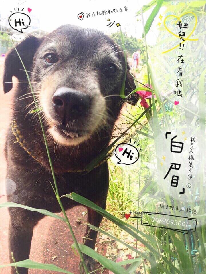 毛寶貝「白眉」超可愛認養卡，希望能讓民眾看到後，來板橋動物之家看看牠。 圖：新北市動保處提供
