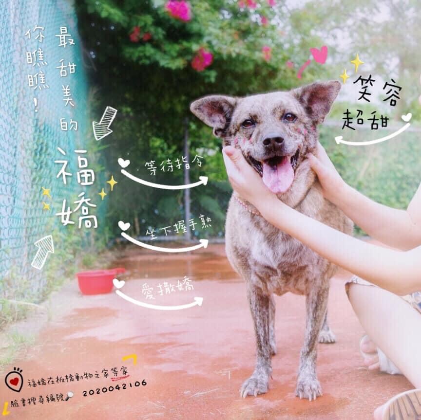 邱梅格替板橋動物之家愛笑的毛寶貝「福嬌」製作認養卡，不僅亮眼，也有毛寶貝的資料。 圖：新北市動保處提供