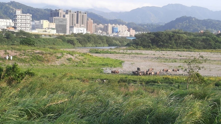 野放牛成群行動避開人類出現地點。 圖：新北市動保處提供