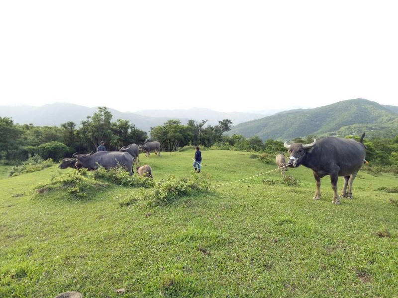 飼主至少要一天時間才能找齊放養牛群。 圖：新北市動保處提供