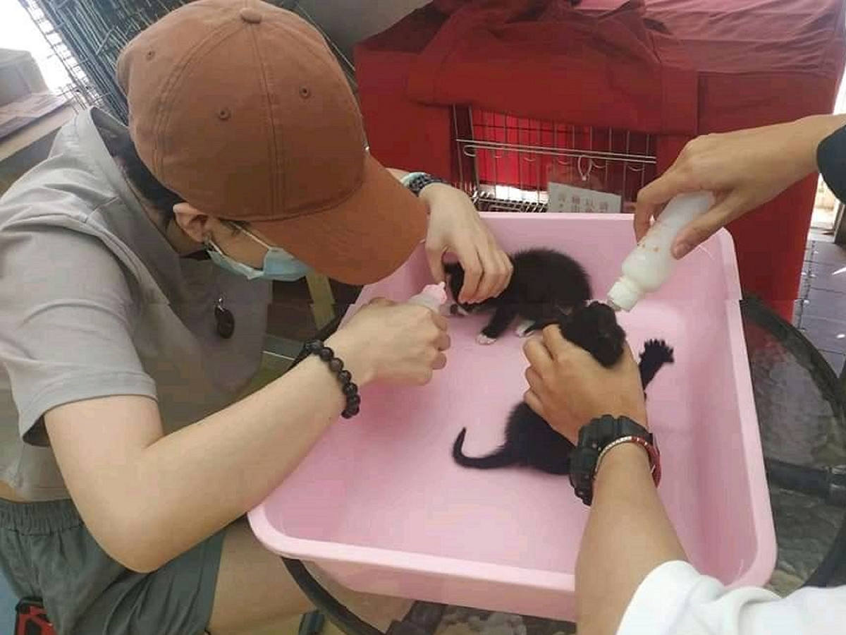 中和動物之家每年一到貓咪繁殖季節，就會出現一波「奶貓收容潮」，仰賴志工協助照顧。 圖：新北市動保處提供