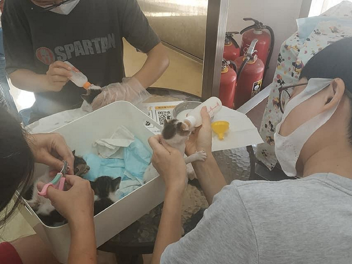 每位奶貓手最終都希望喵星人能找到幸福家庭。 圖：新北市動保處提供