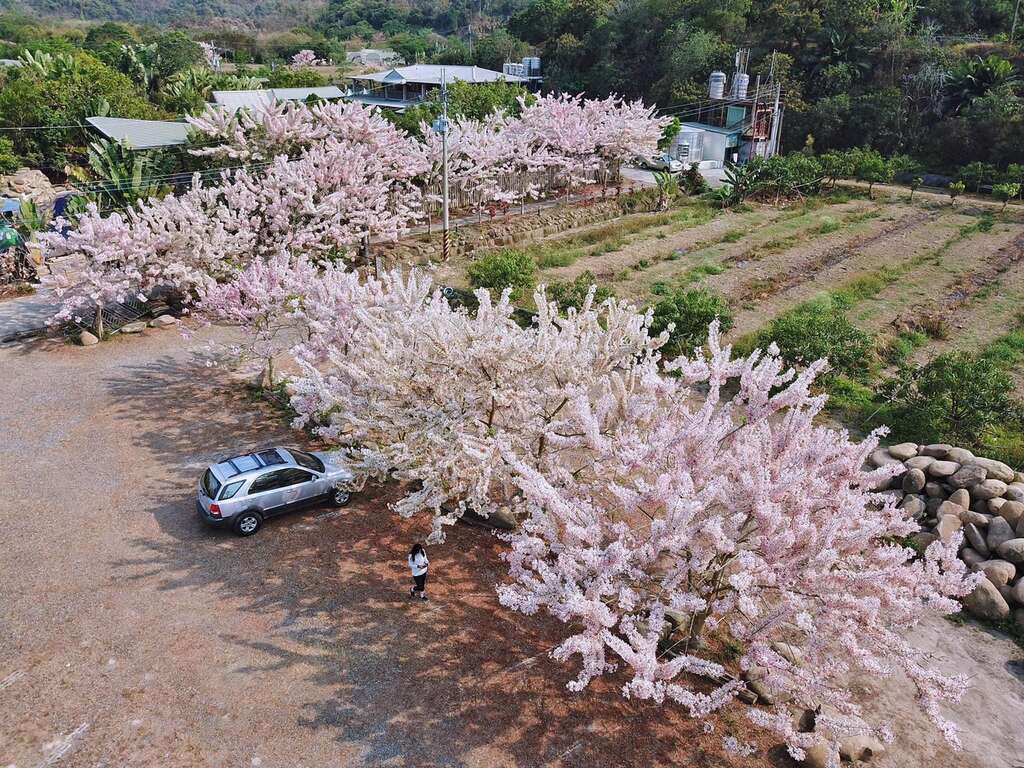 龜丹休閒體驗農園的花旗木。 圖：台南觀旅局／提供