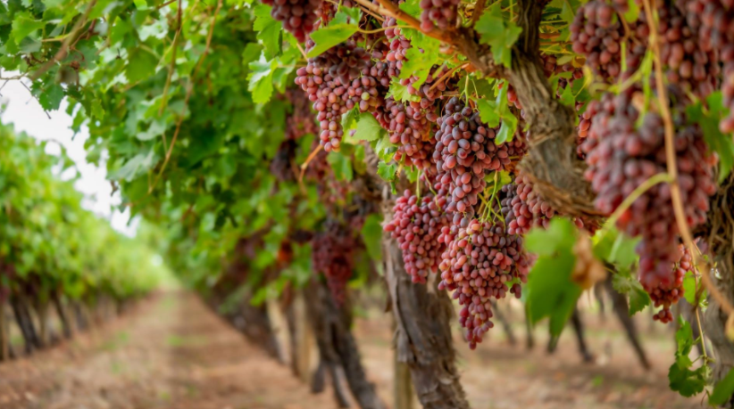 澳洲食用葡萄協會（Australian Table Grape Association）執行長史考特（Jeff Scott）表示，洲葡萄於過去3週在中國港口遭遇長時間延誤，約有4、5百個貨櫃在清關時比平常的時間多出5至10天。 圖：翻攝自Australian Table Grape Association臉書粉專
