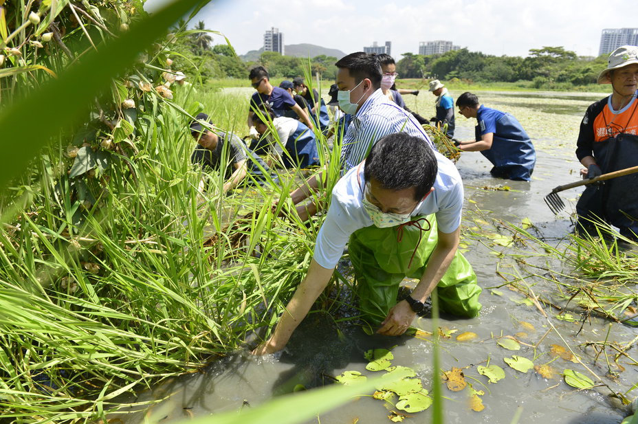 高市青年局陸域組志工清除外來種植物。 圖：高雄市政府青年局/提供