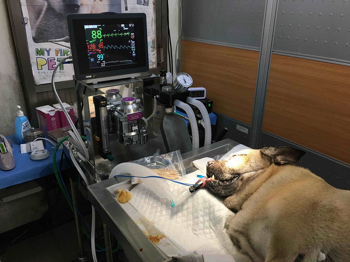 「旺旺」進行第三眼瞼腺體脫出復位手術。 圖：新北市動保處提供