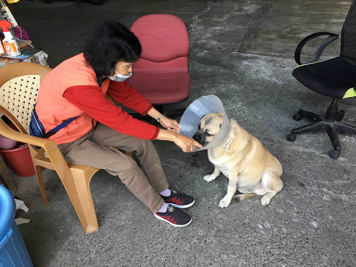「旺旺」術後經過清潔隊同仁的細心照顧 圖：新北市動保處提供