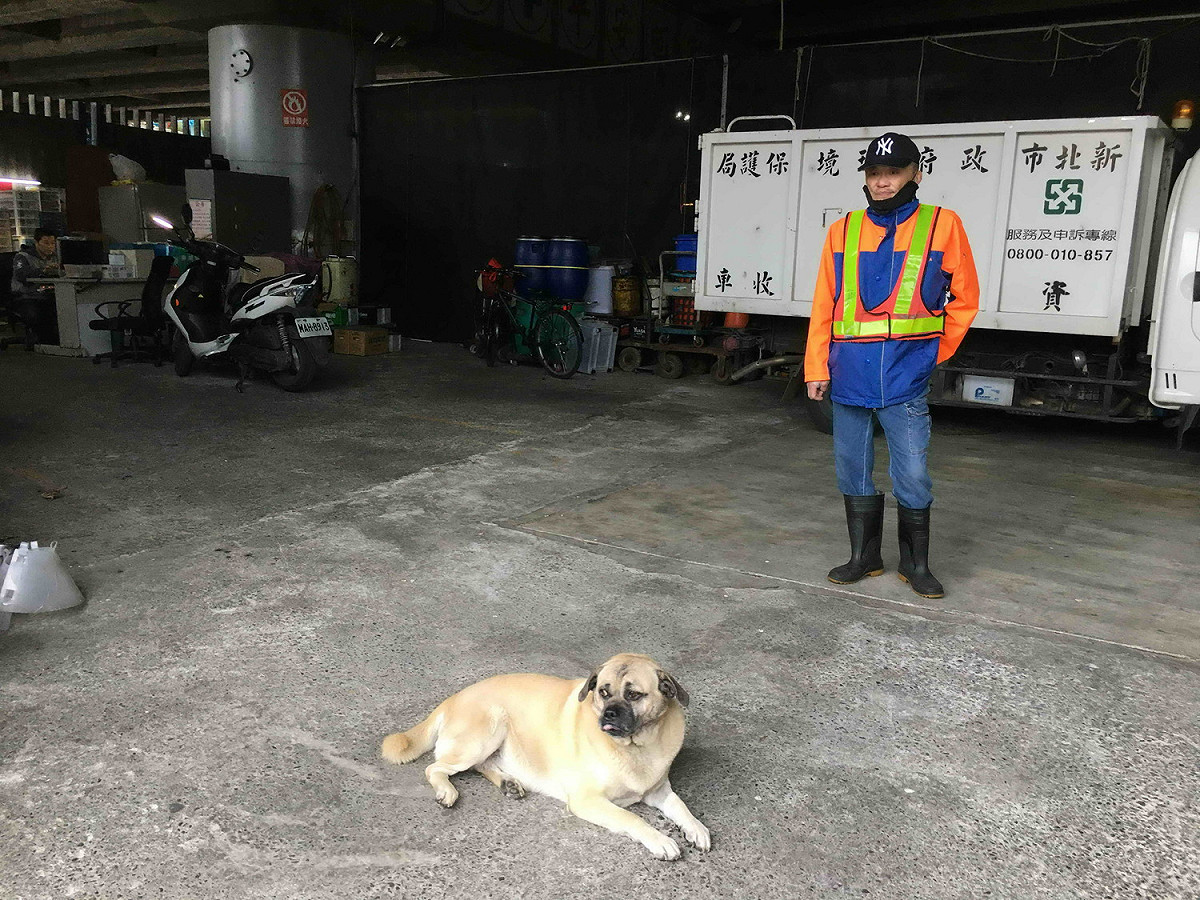 備受清潔隊員寵愛的「旺旺」，復原情形良好。 圖：新北市動保處提供