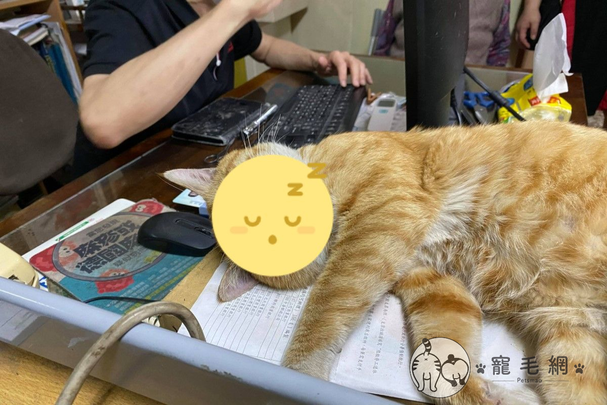 網友吳小姐陪家人看診時，發現一隻大橘貓躺在醫生的桌子上熟睡 圖／網友吳小姐授權提供