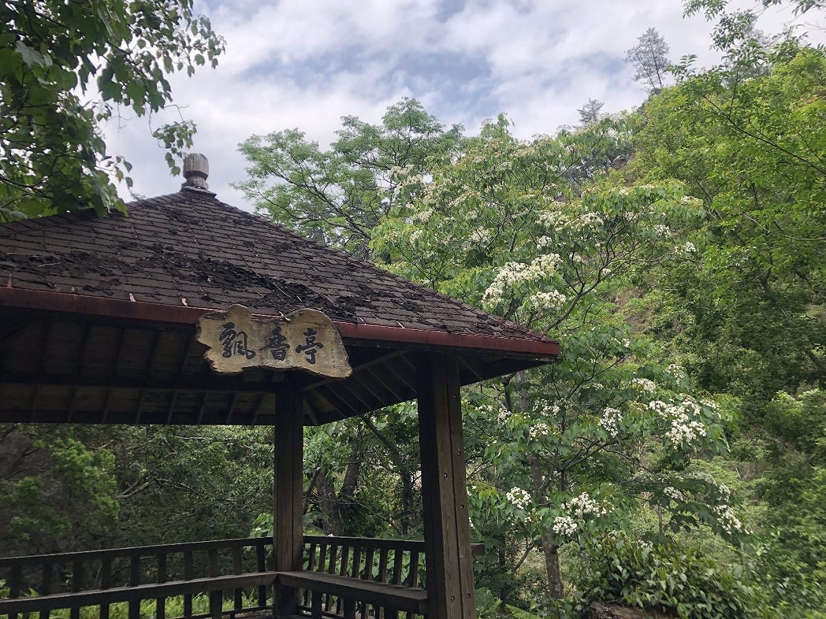 八仙山國家森林遊樂區桐雪美景。 圖：林管處／提供