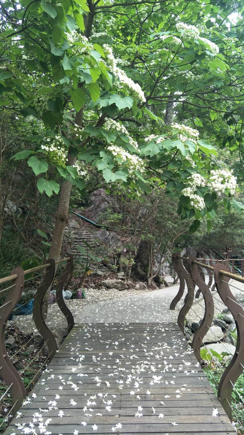 八仙山國家森林遊樂區步道鋪上一層白色花毯。 圖：林管處／提供