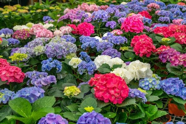 台七桃花源休閒農業區於5月8日舉辦桃園首屆繡球花季。 圖：取自台七桃花源休閒農業區臉書